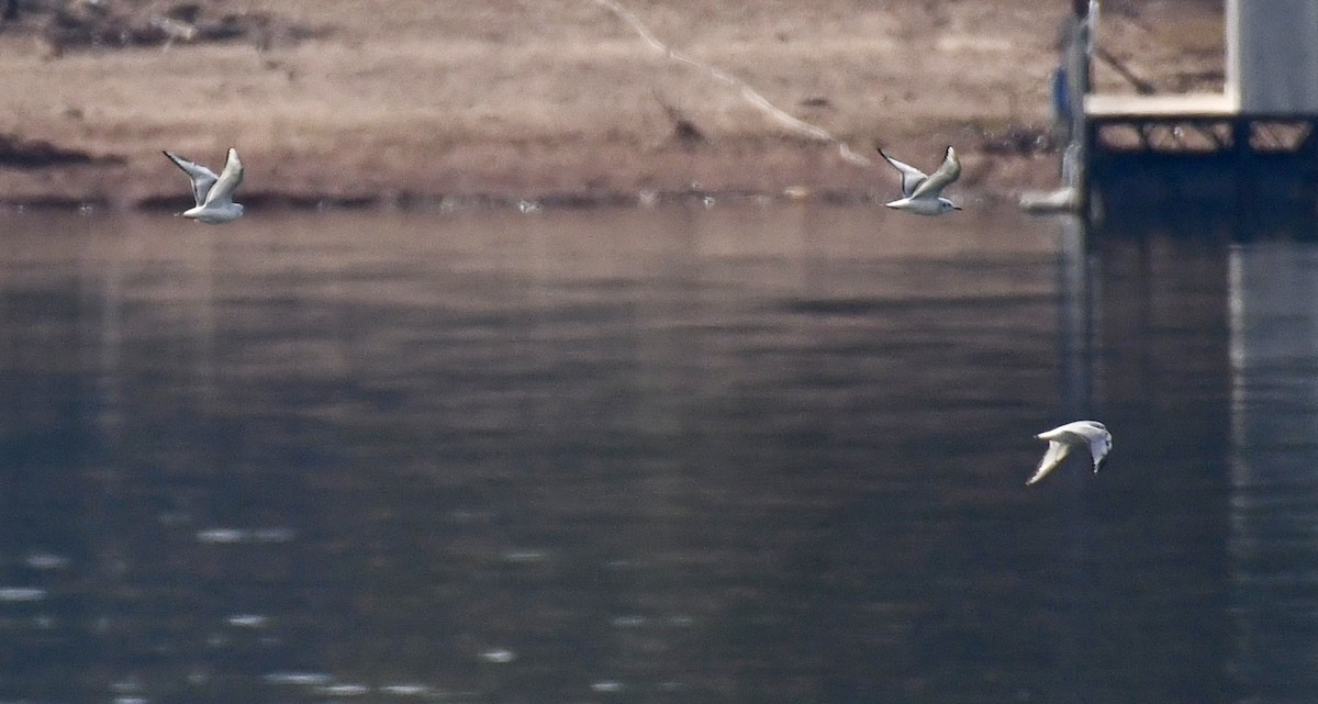 Bonaparte's Gull - ML617094407