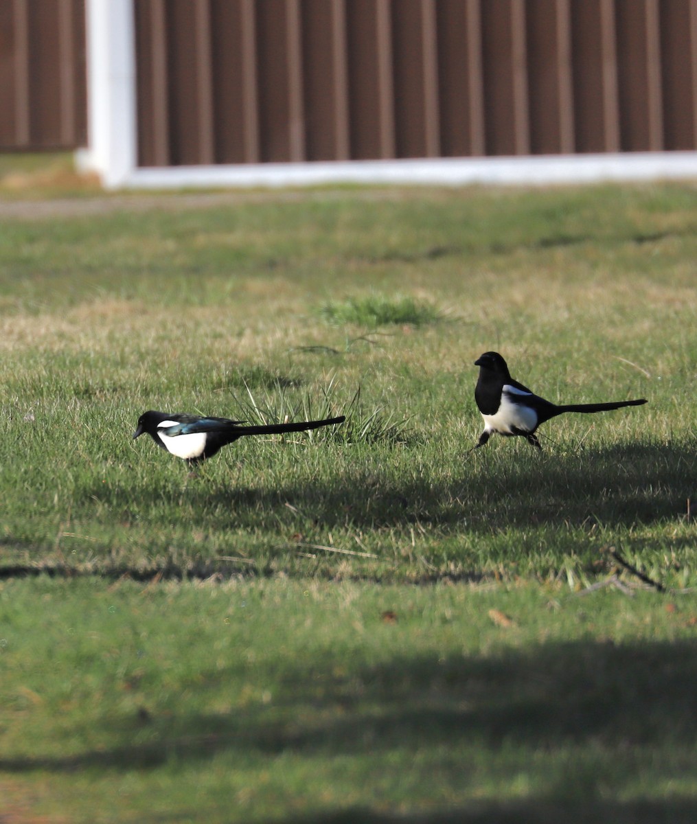 Black-billed Magpie - ML617094437