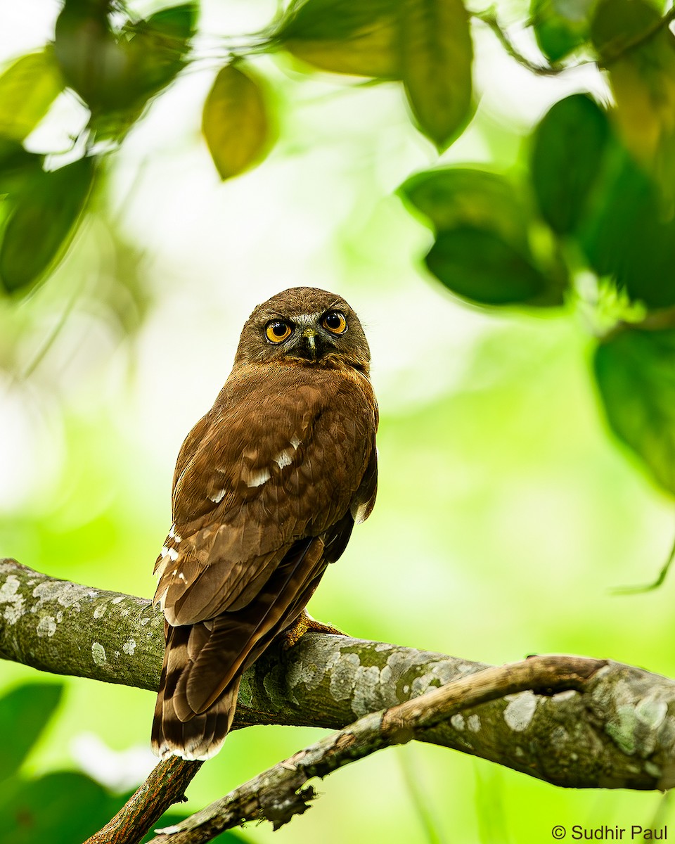 Brown Boobook - ML617094519