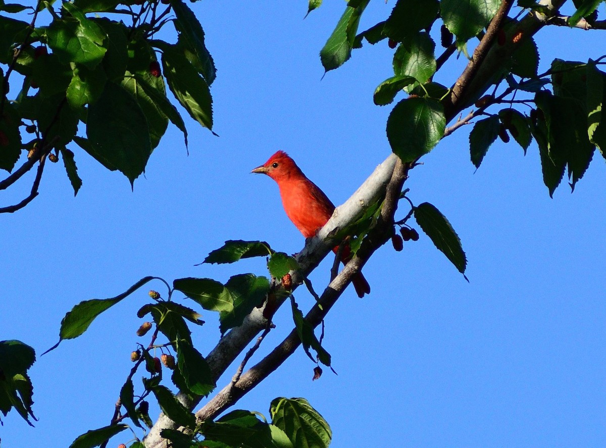 Summer Tanager - Vicki Bachner