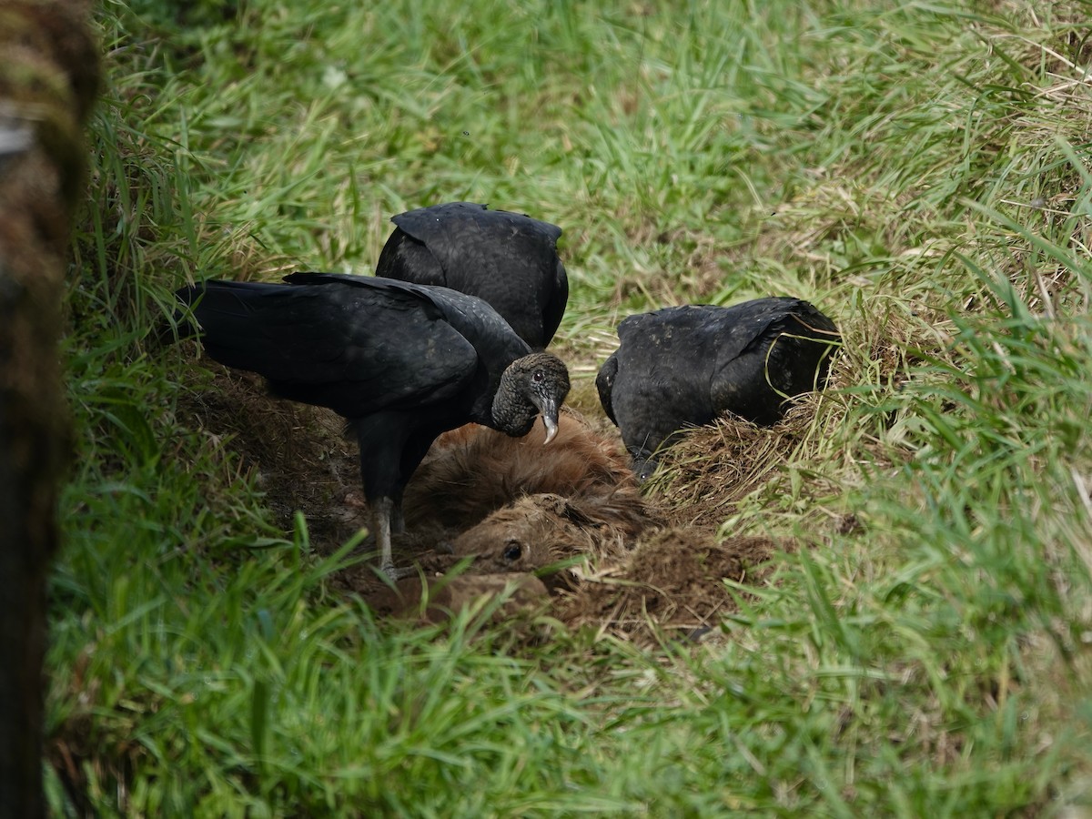 Black Vulture - ML617094525