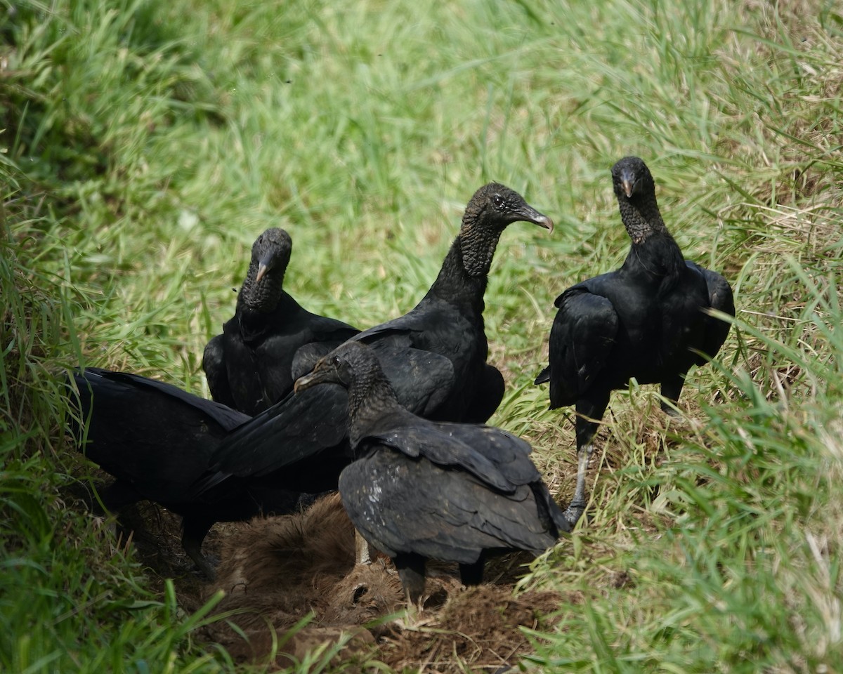 Black Vulture - ML617094532