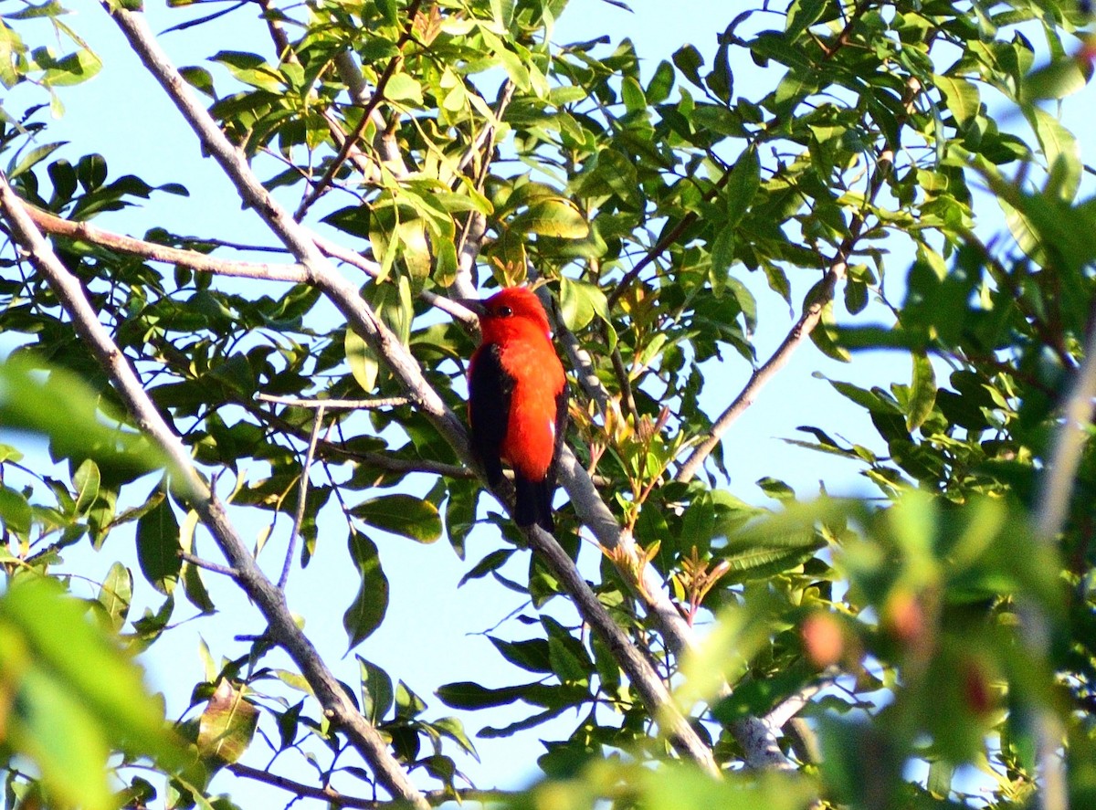 Scarlet Tanager - Vicki Bachner