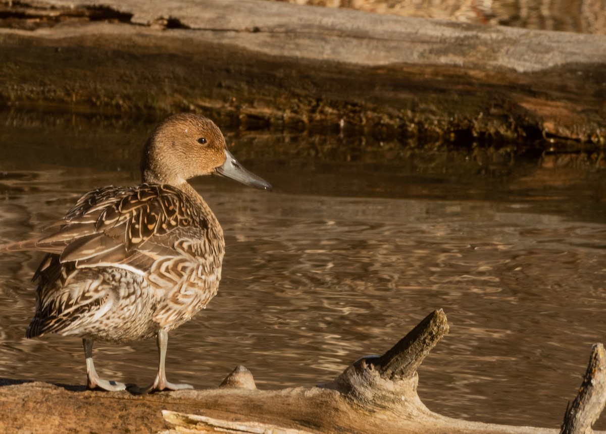 Northern Pintail - ML617094630