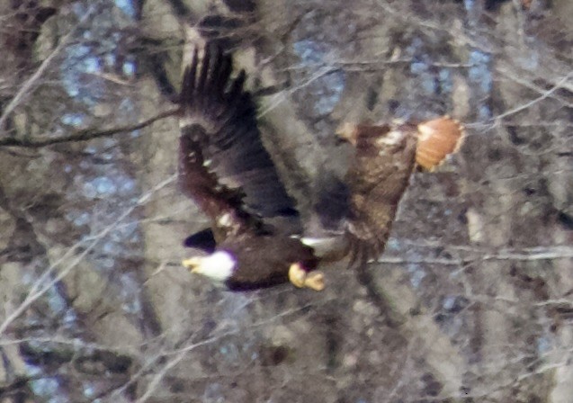 Red-tailed Hawk - ML617094692