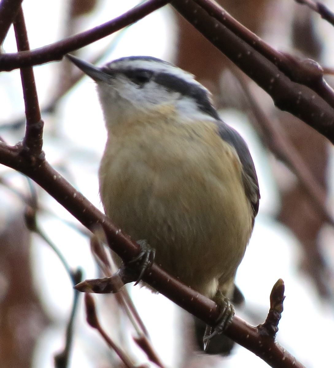 Red-breasted Nuthatch - ML617094700