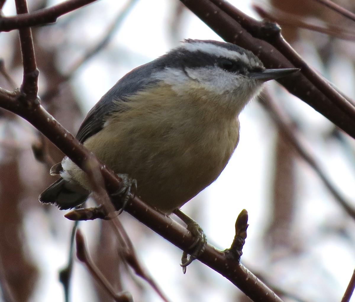 Red-breasted Nuthatch - ML617094706