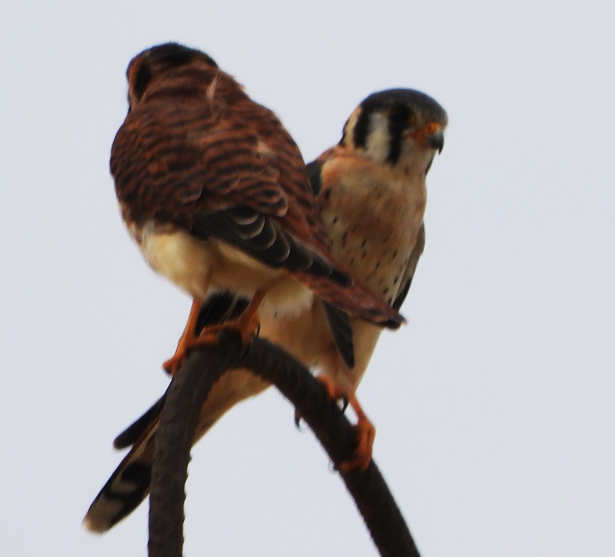 American Kestrel - ML617094762