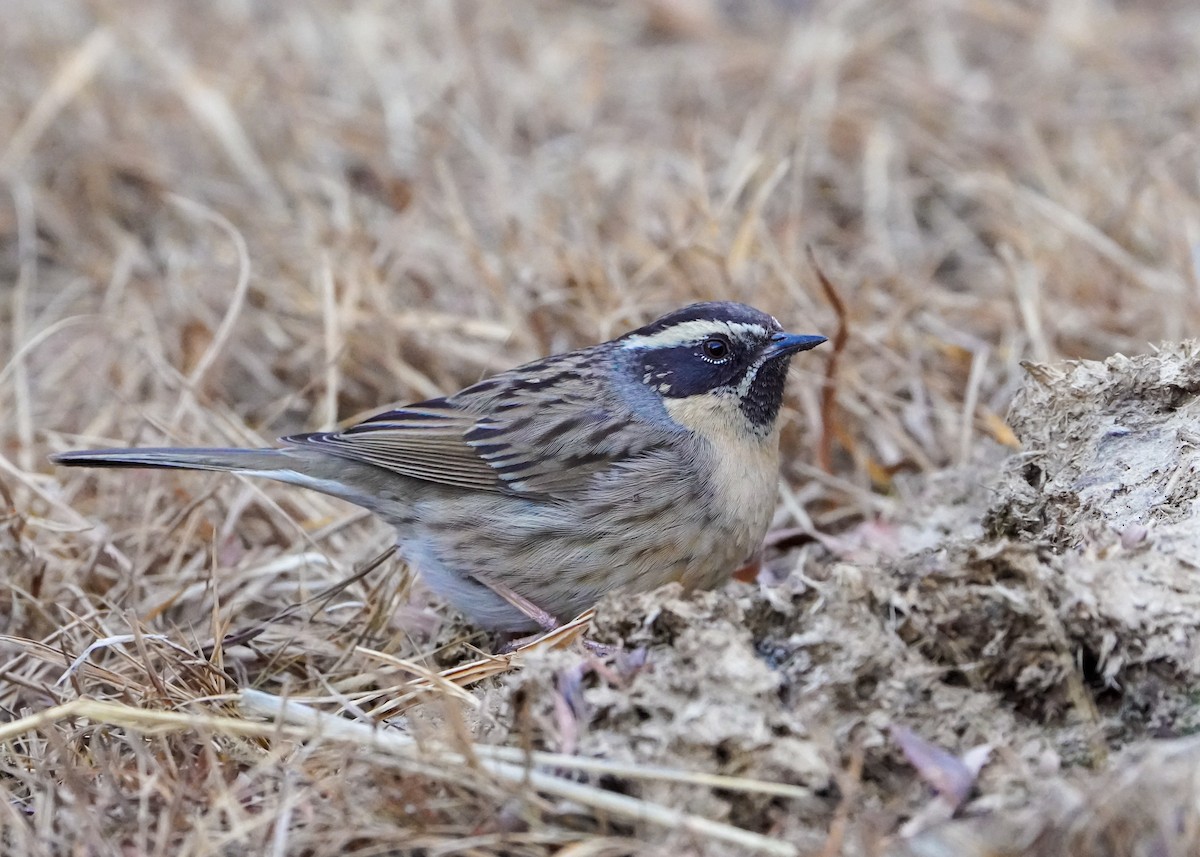 Black-throated Accentor - ML617094836