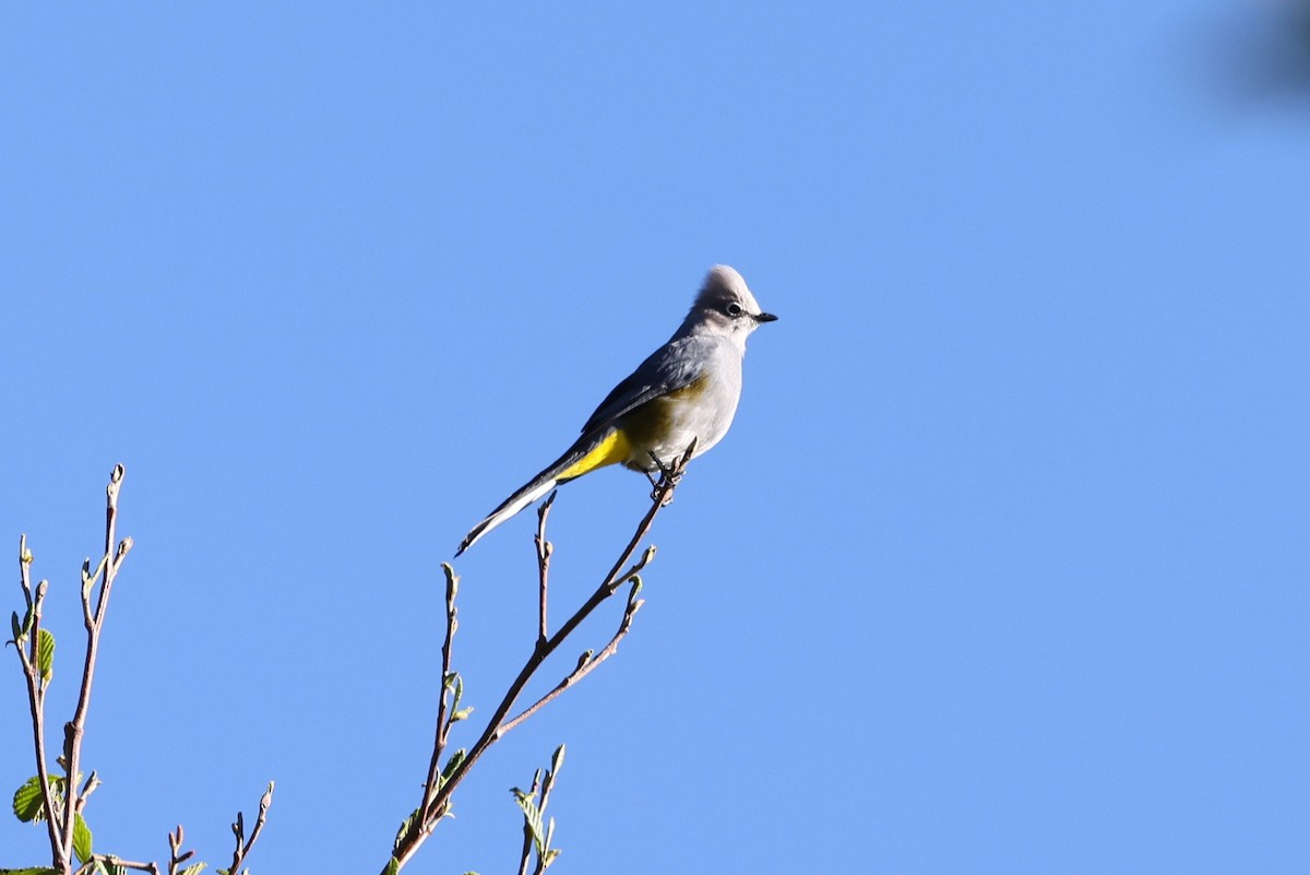 Gray Silky-flycatcher - ML617094843