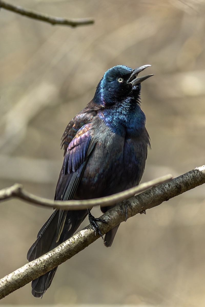 Common Grackle - ML617094873