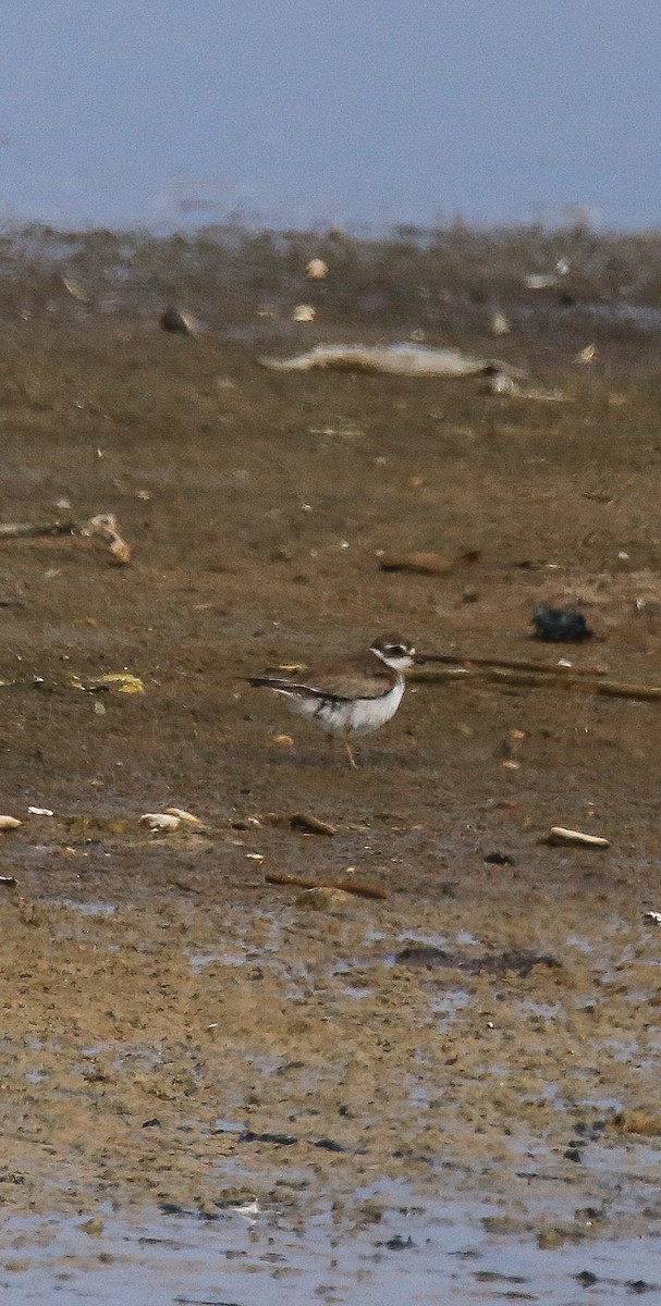 Semipalmated Plover - ML617094884