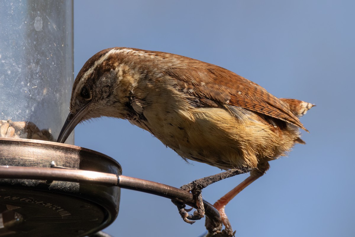 Carolina Wren - ML617094892