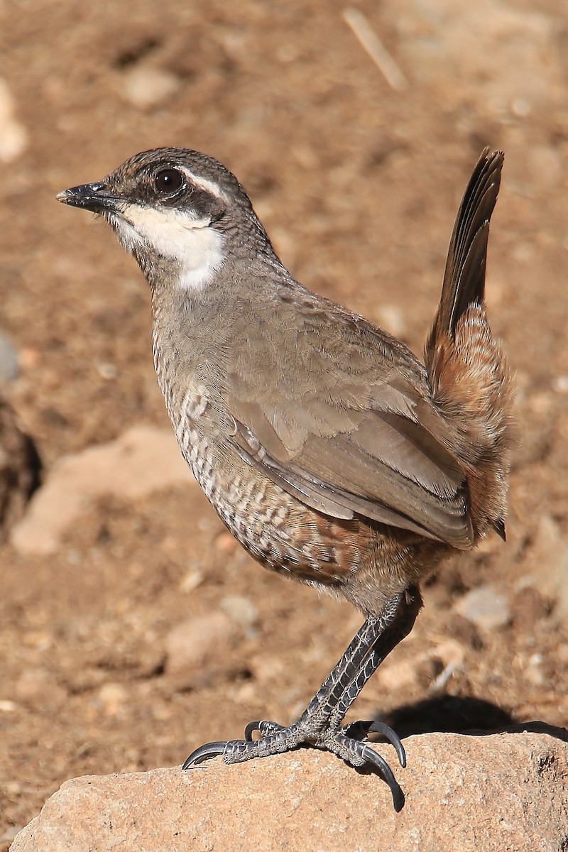 Weißbarttapaculo - ML617094947