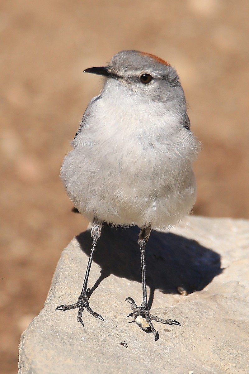 Rufous-naped Ground-Tyrant - Elías Marín