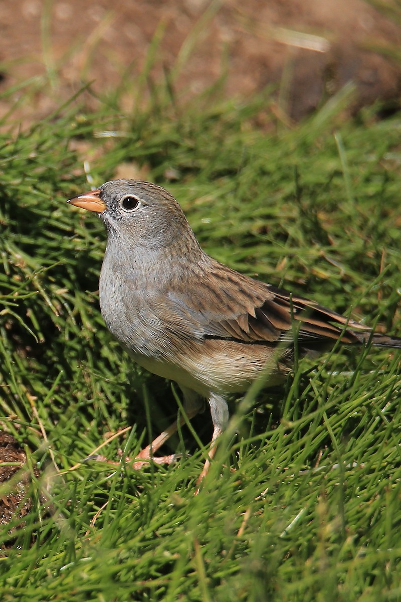 Band-tailed Sierra Finch - ML617094956