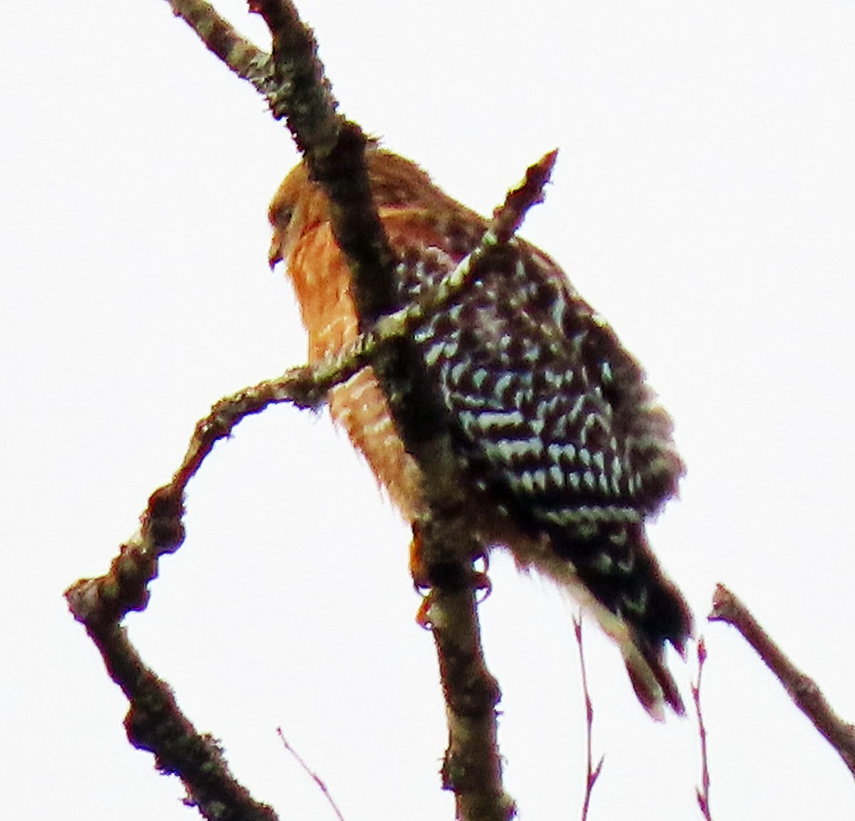 Red-shouldered Hawk - ML617094958