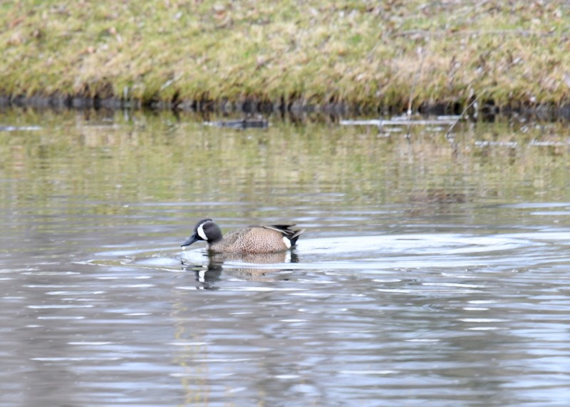 Blue-winged Teal - ML617094960