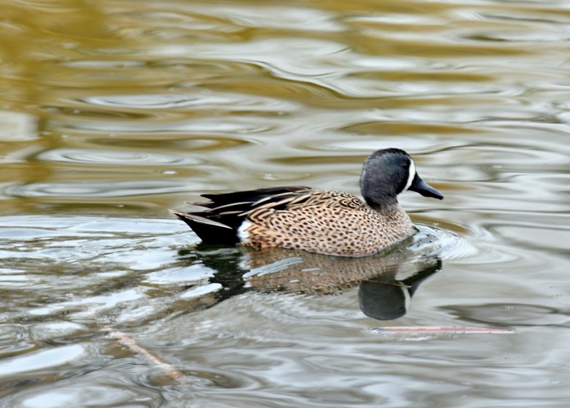 Blue-winged Teal - ML617094962