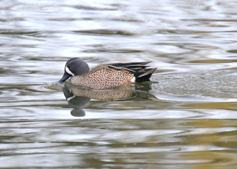 Blue-winged Teal - ML617094963