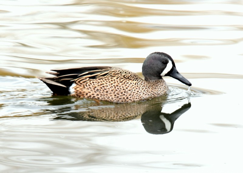 Blue-winged Teal - ML617094964