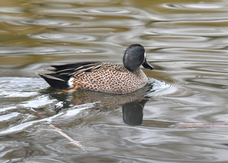 Blue-winged Teal - ML617094965