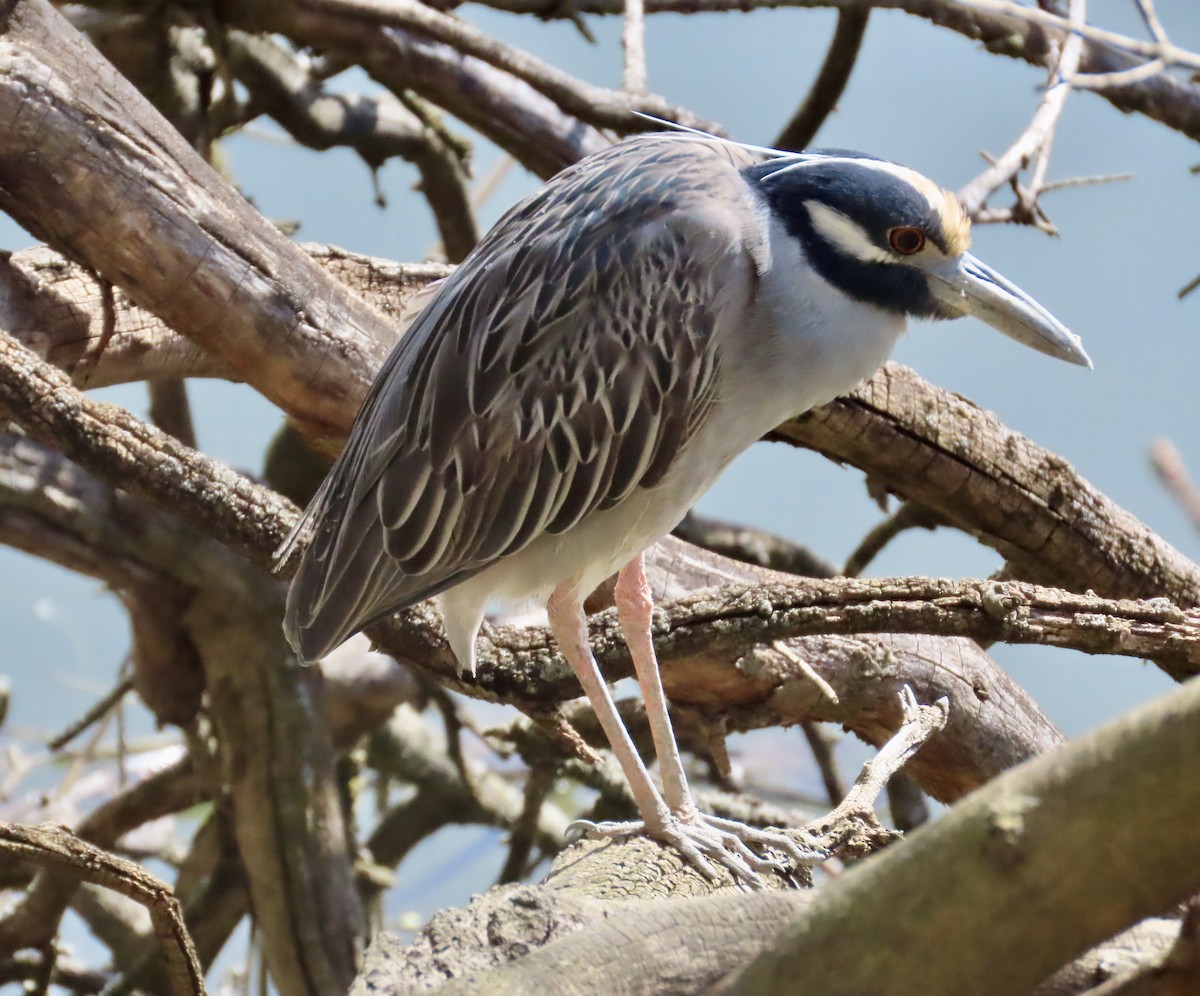 Yellow-crowned Night Heron - ML617094969