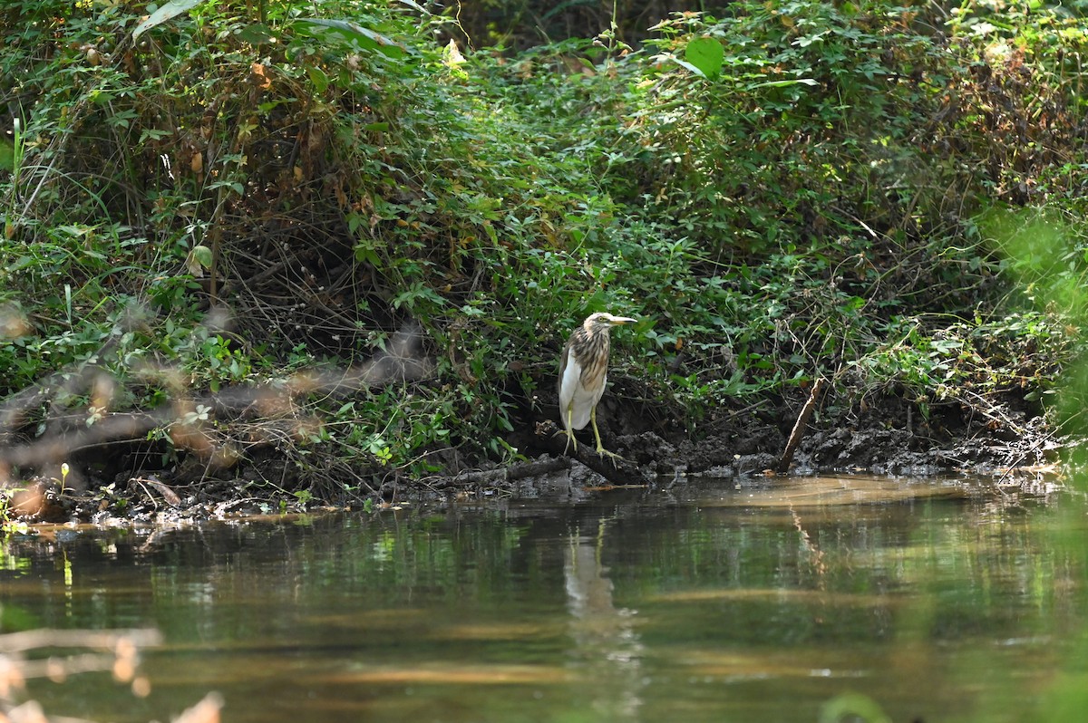 Indian Pond-Heron - Taraka Venkata Pavan Maddali