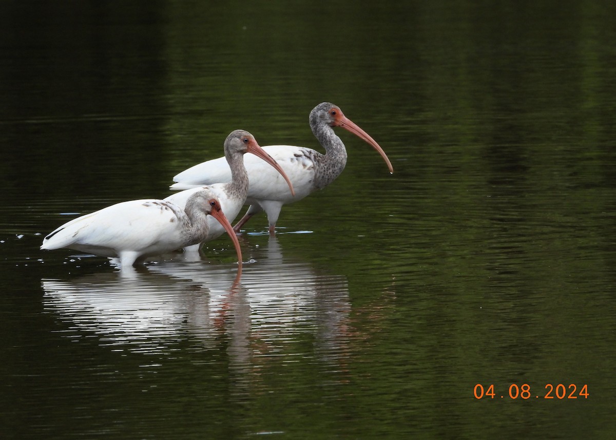 White Ibis - ML617095076