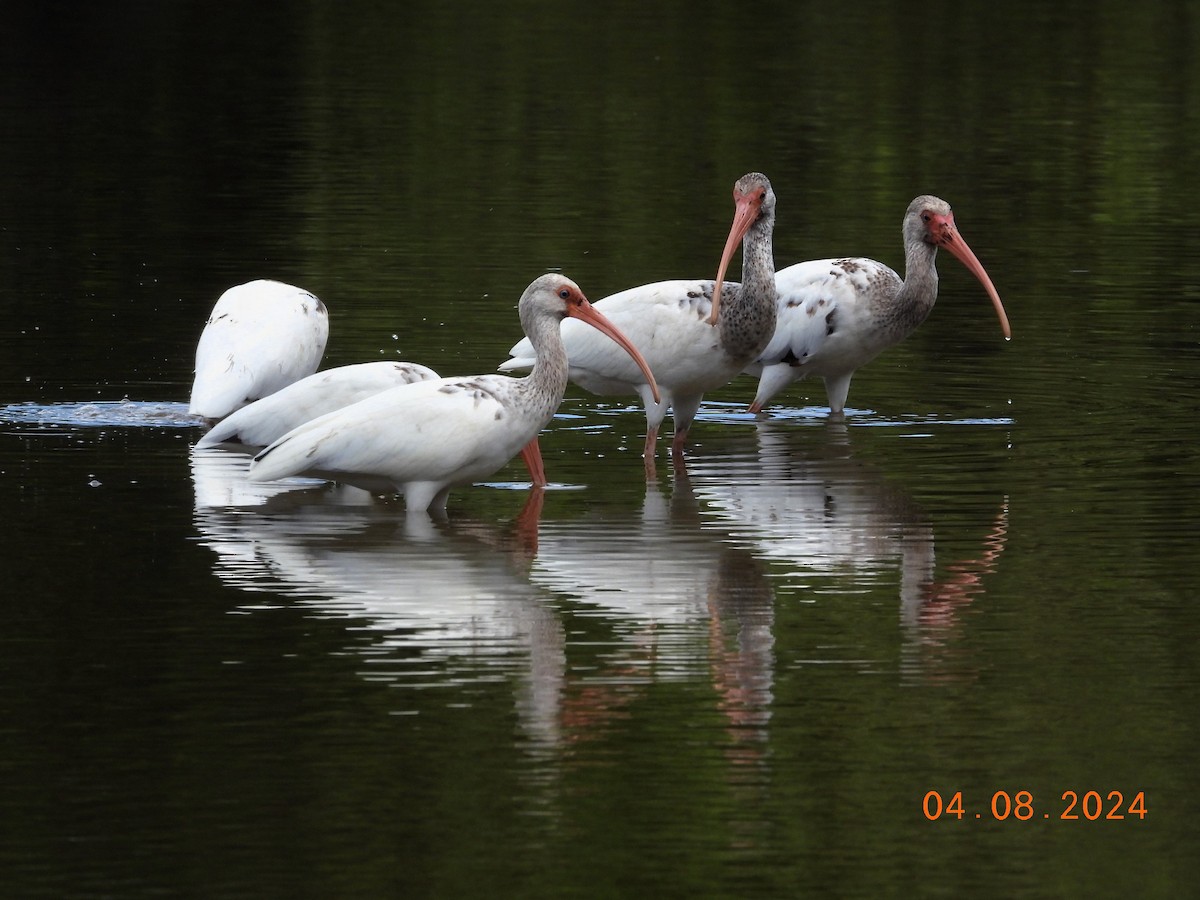 White Ibis - ML617095078