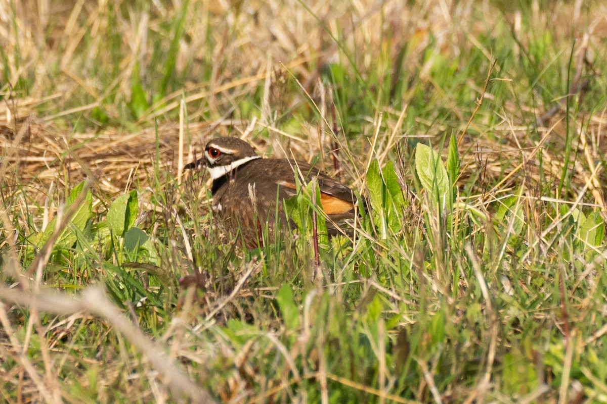 Killdeer - ML617095133