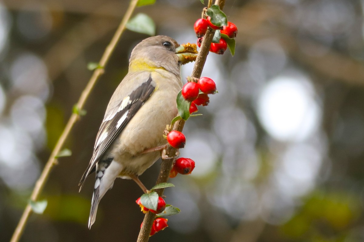 Evening Grosbeak - Glenn Anderson