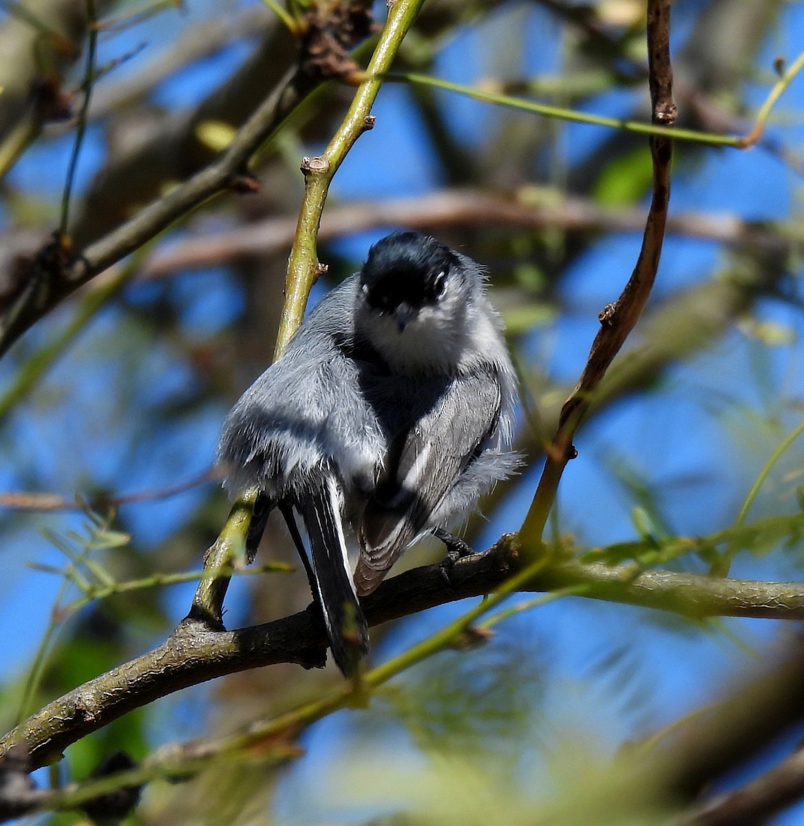 Black-tailed Gnatcatcher - Mary Tannehill