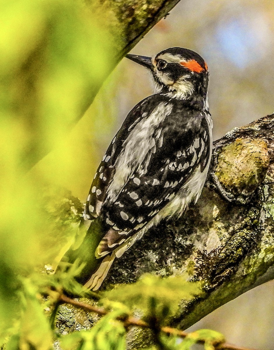 Hairy Woodpecker - ML617095157