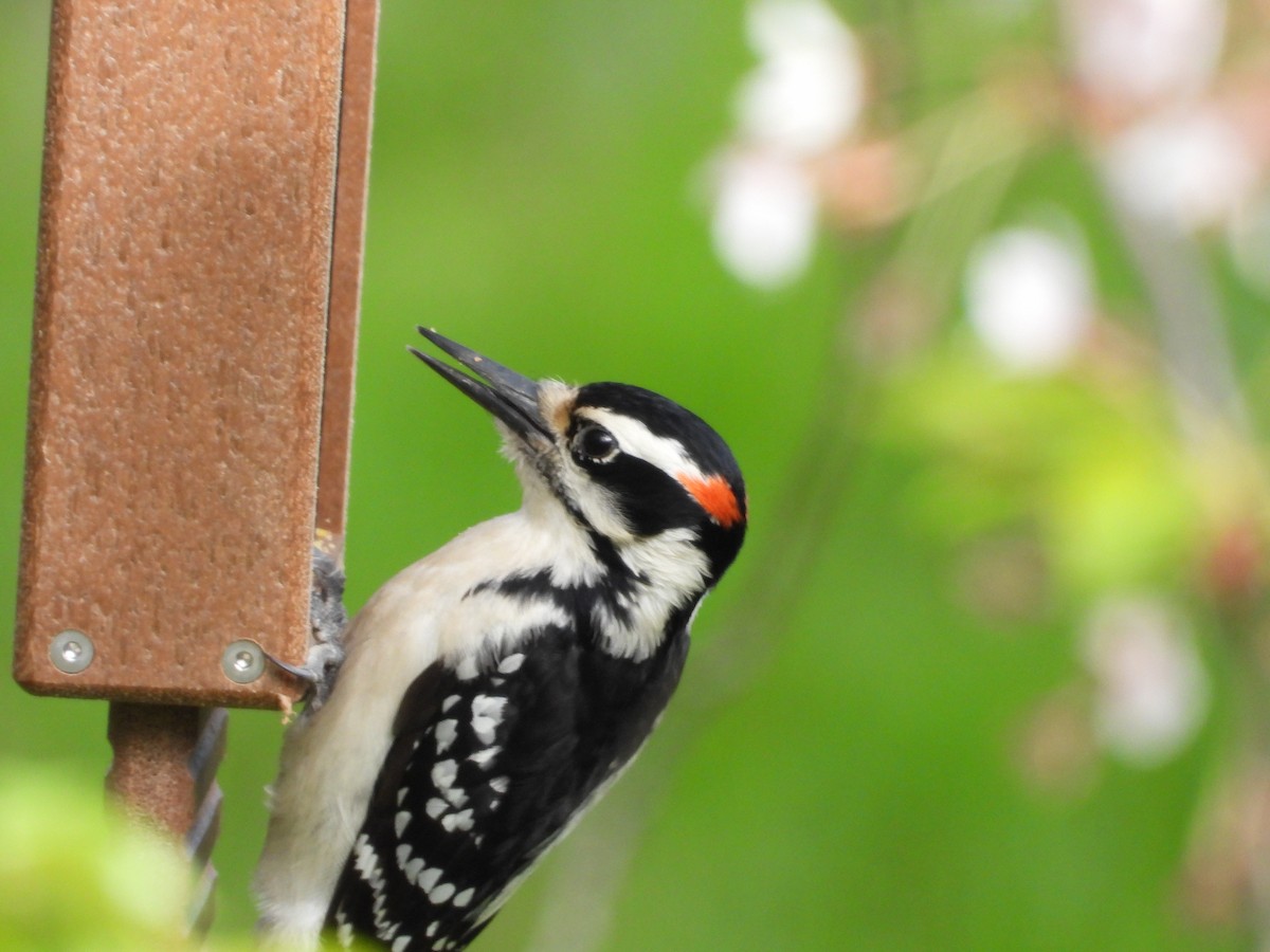 Hairy Woodpecker - ML617095158