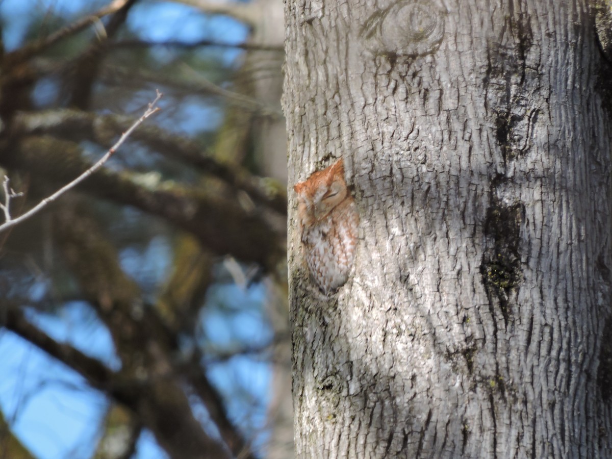 Eastern Screech-Owl - ML617095182