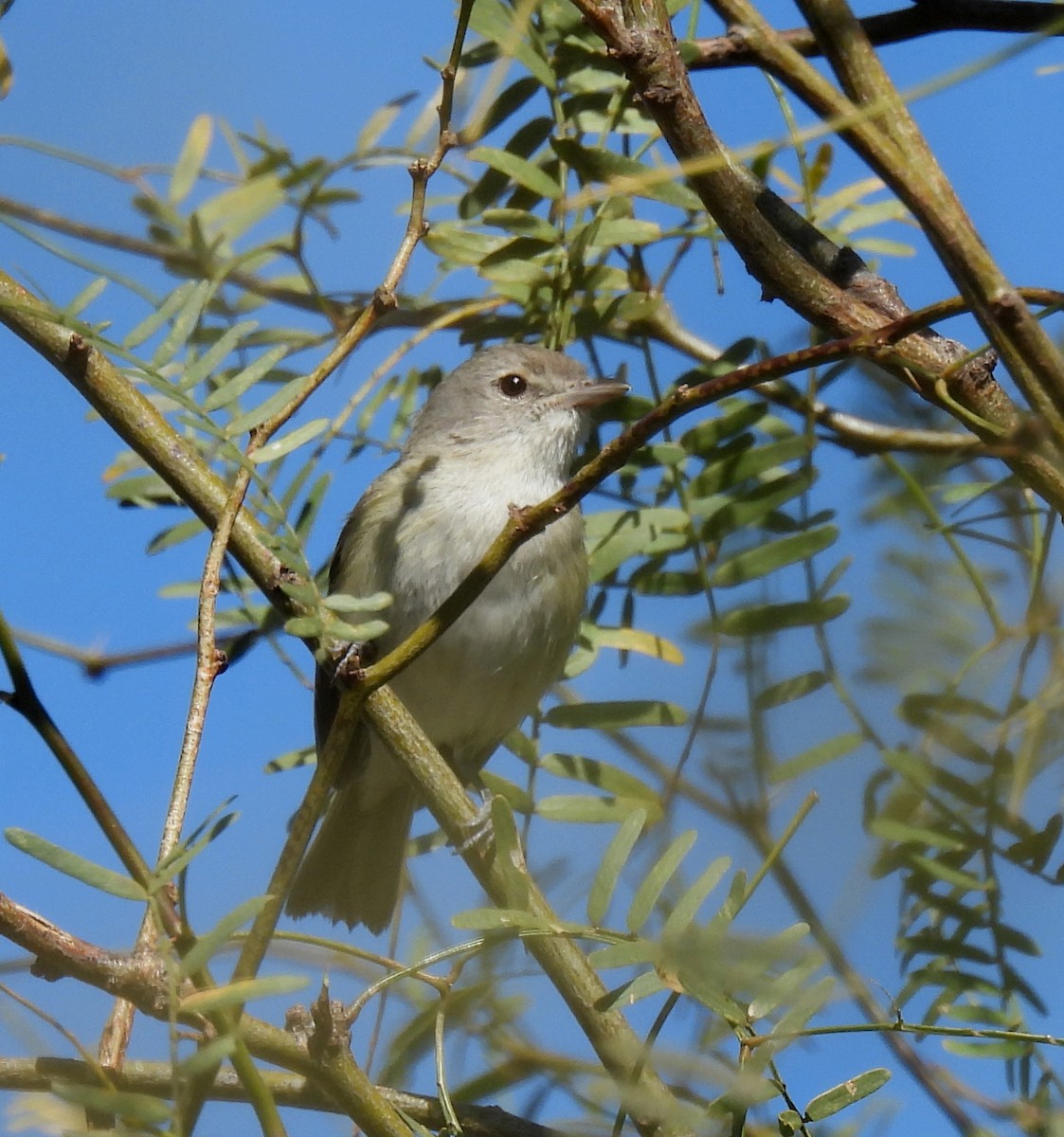 Bell's Vireo - Mary Tannehill