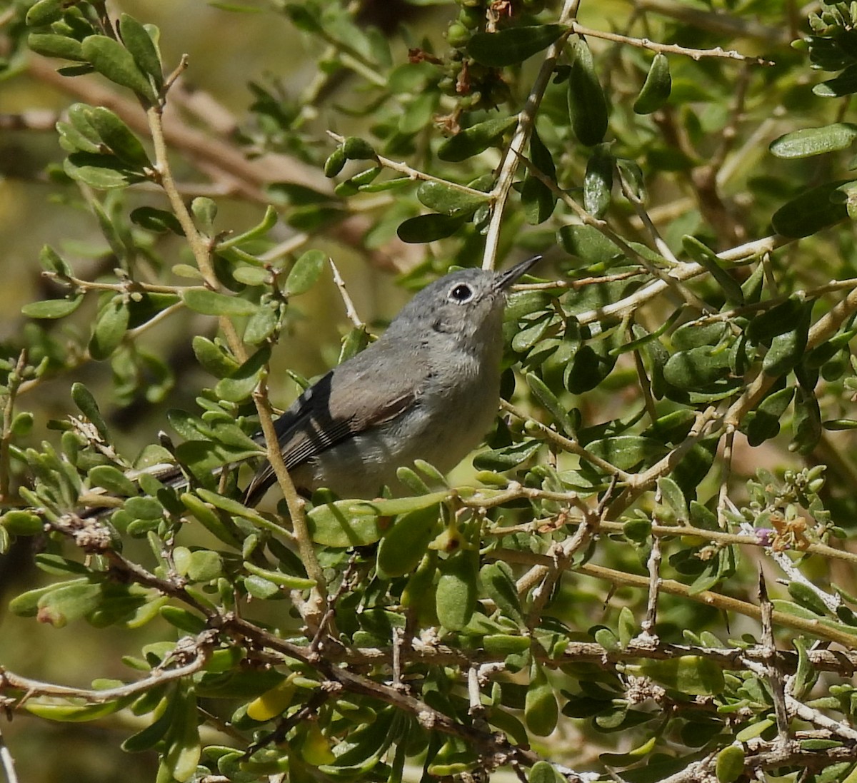 Blue-gray Gnatcatcher - Mary Tannehill