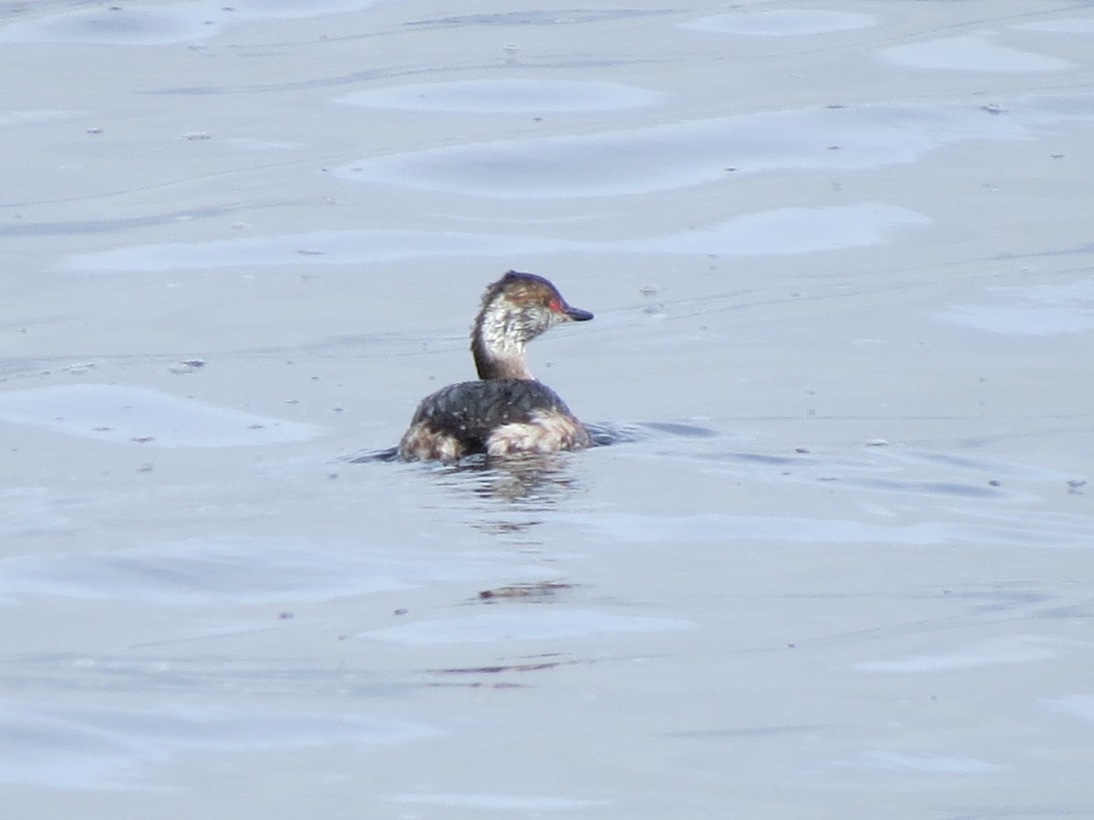 Horned Grebe - ML617095282