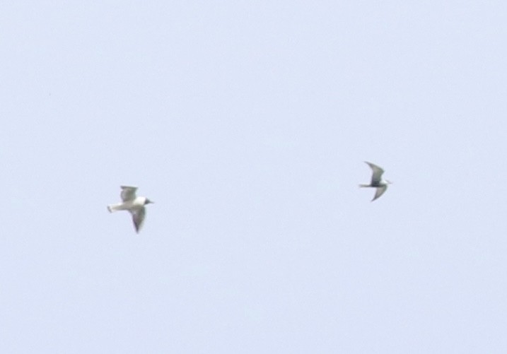 Whiskered Tern - Antonin Lemieux