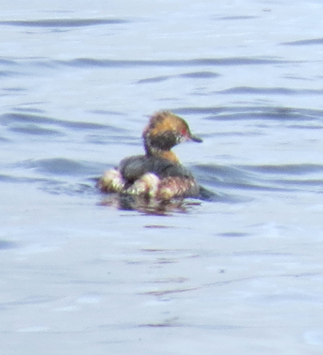 Horned Grebe - ML617095294