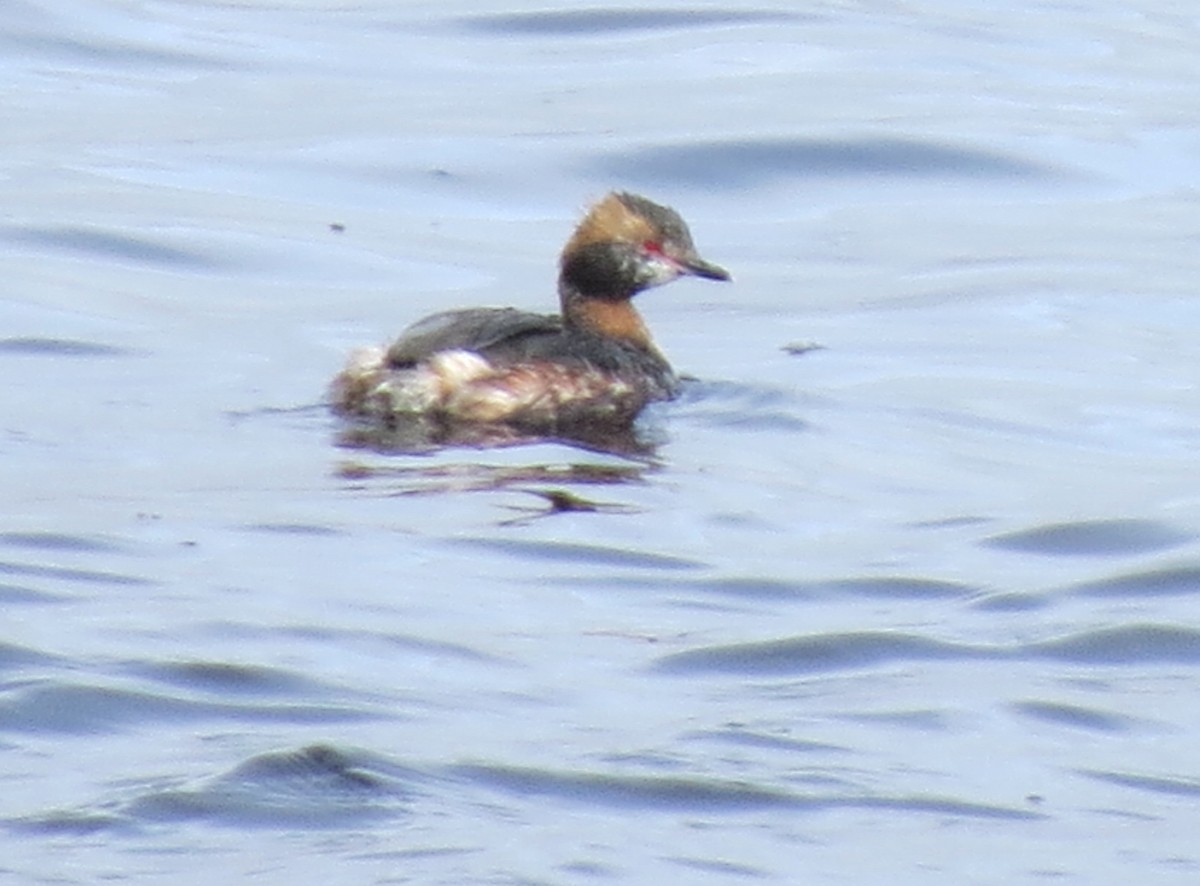 Horned Grebe - ML617095306