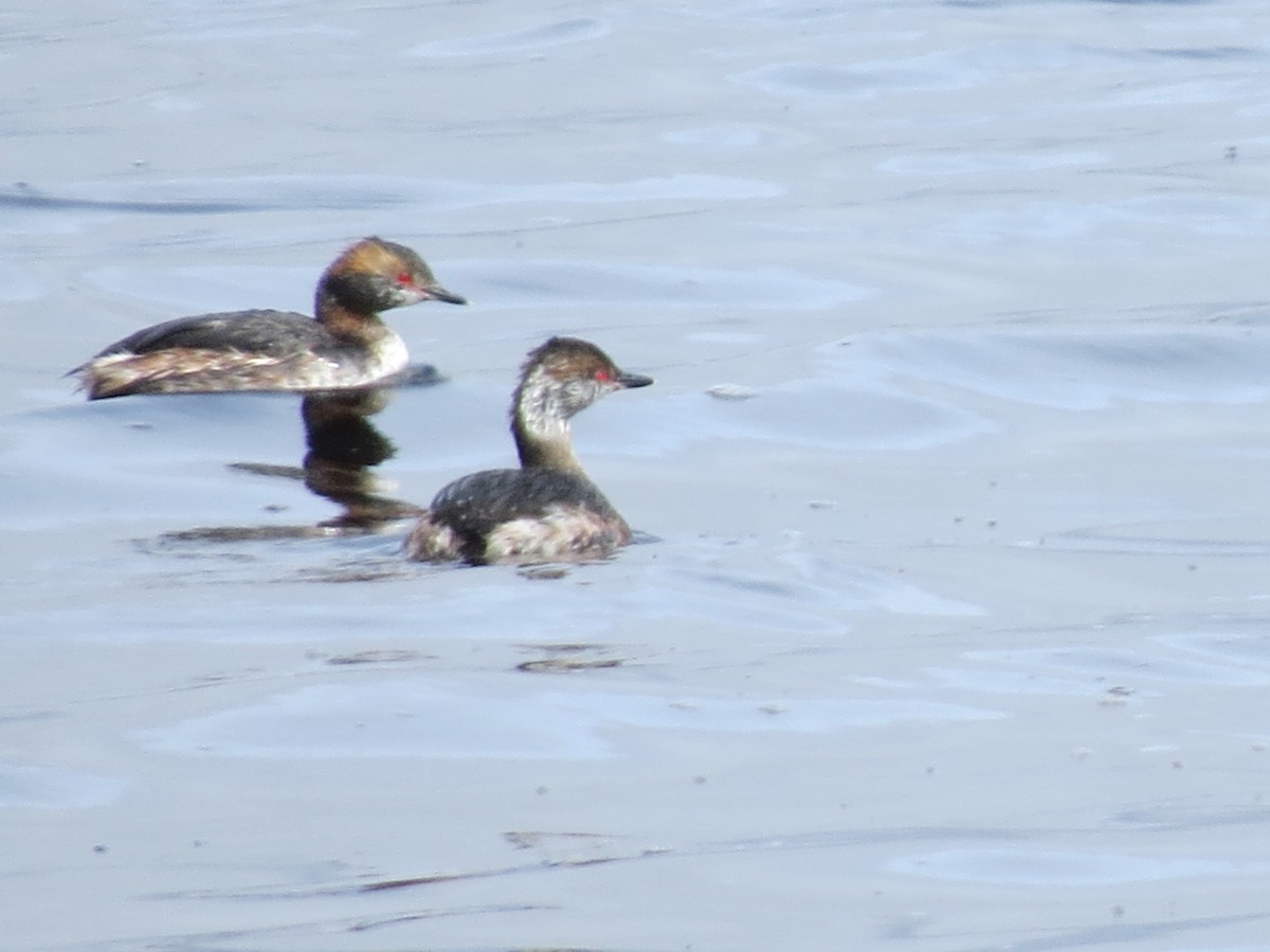 Horned Grebe - ML617095311