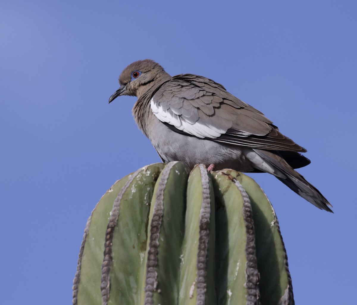 White-winged Dove - ML617095343