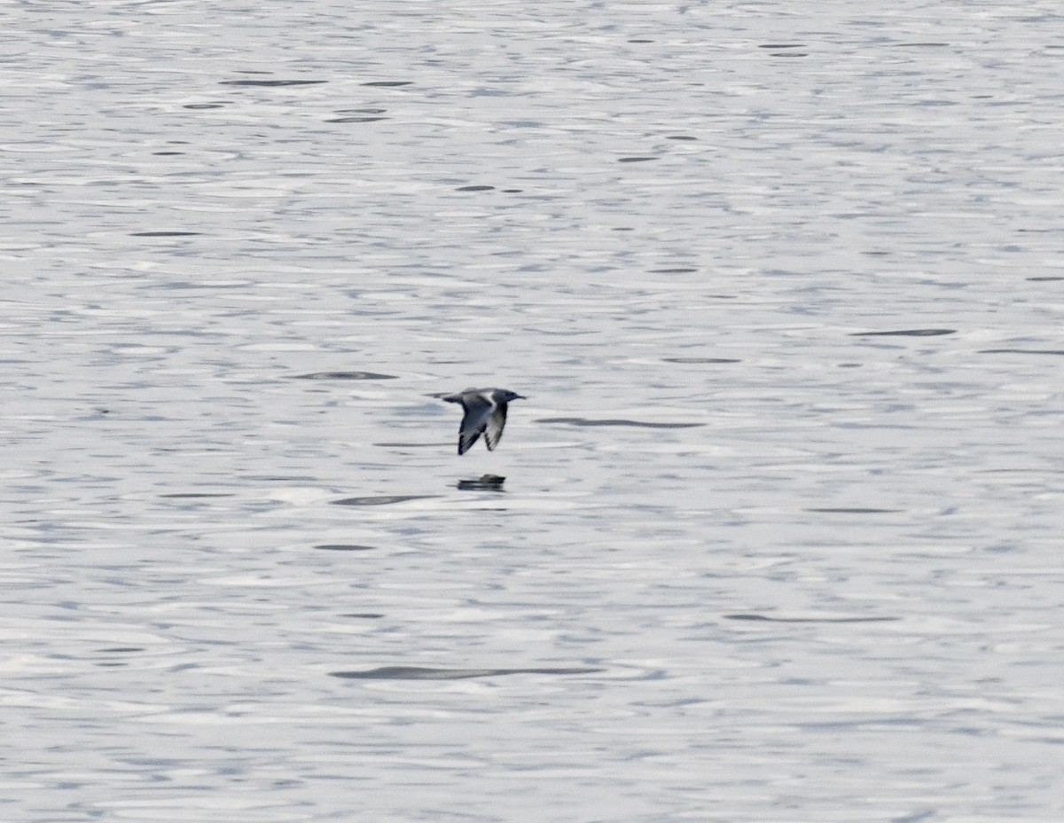 Bonaparte's Gull - ML617095348