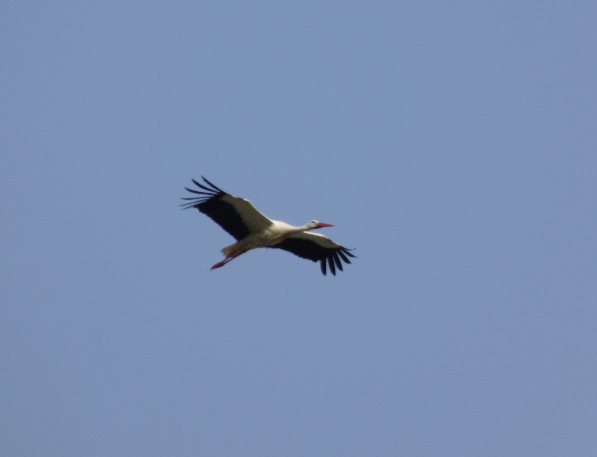 White Stork - ML617095539
