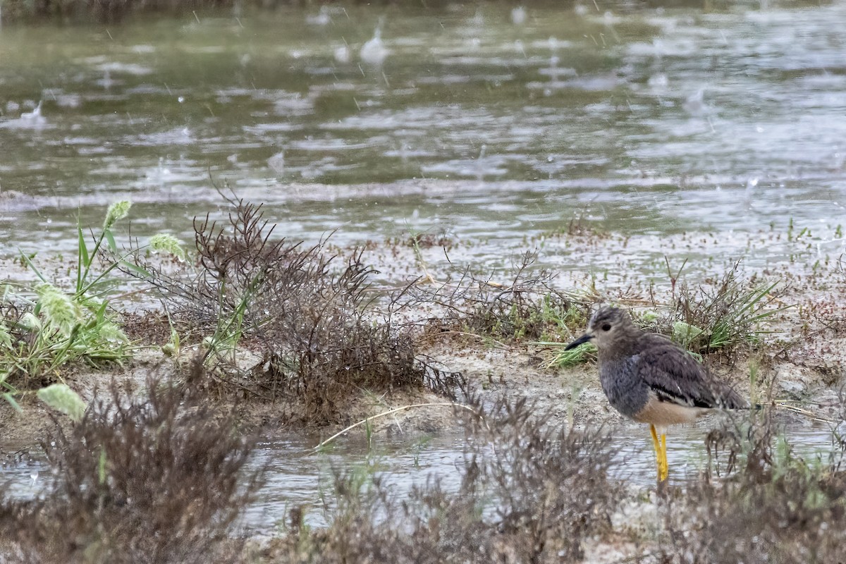 White-tailed Lapwing - ML617095550