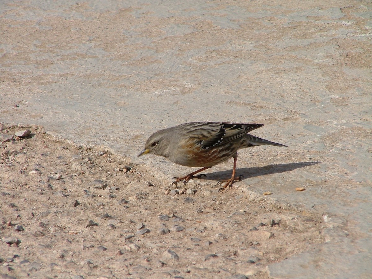 סתרי צוקים - ML617095604