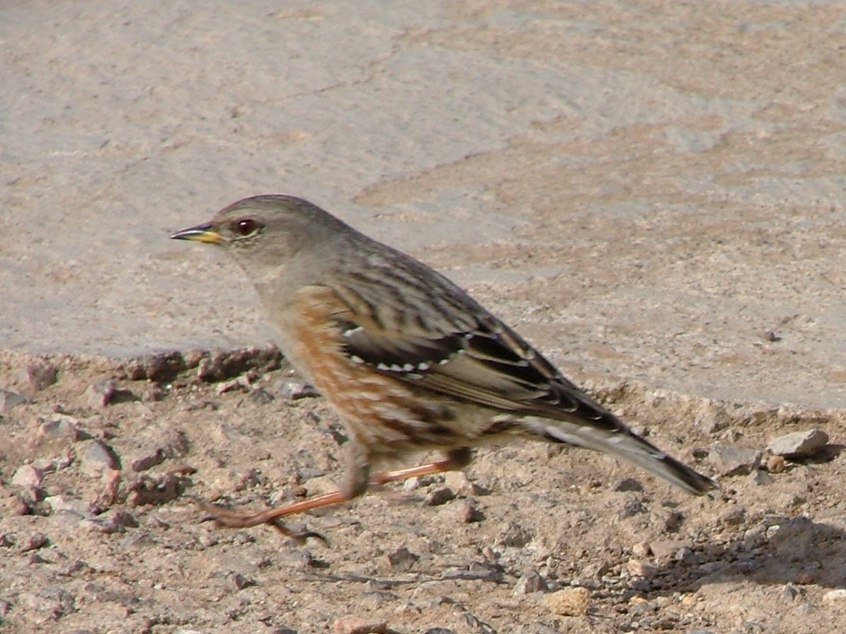 Alpine Accentor - Tom Carley