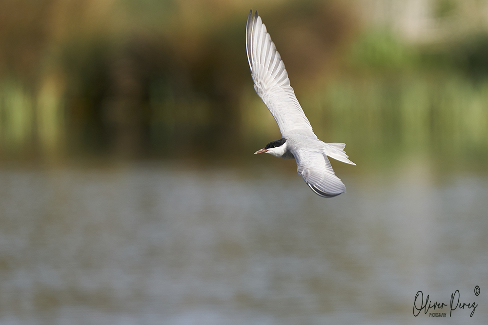 Whiskered Tern - ML617095622